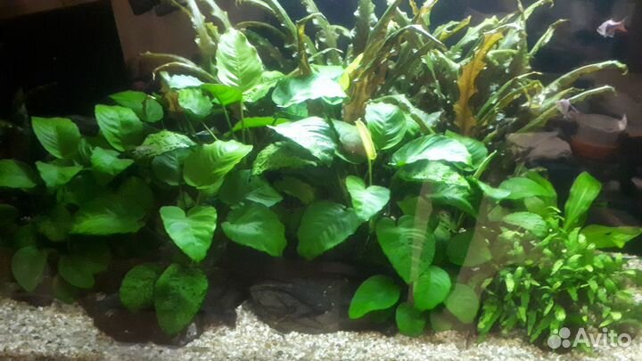 Аквариум 180 литров