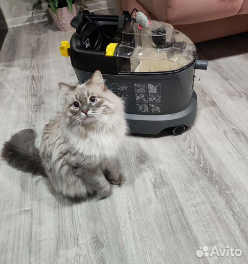 Аренда моющего пылесоса karcher