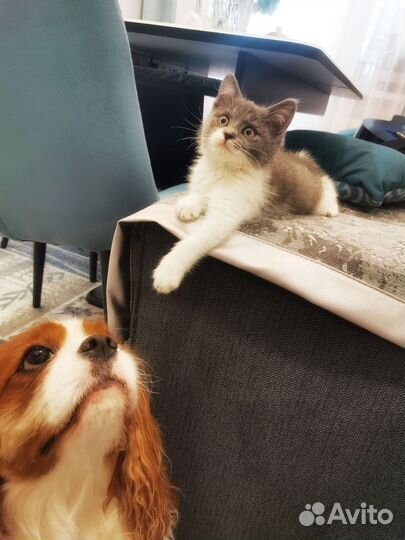 Отдам котёнка в добрые руки