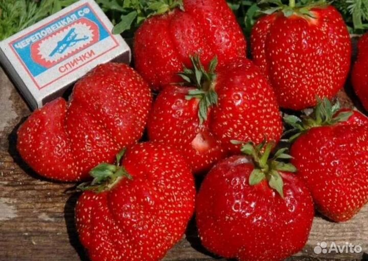 Клубника Гигантелла