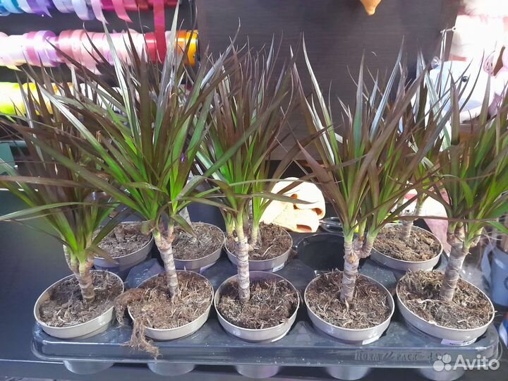 Драцена 45 см