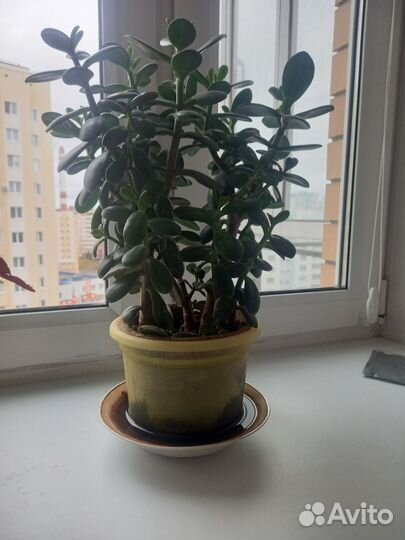 Денежное дерево