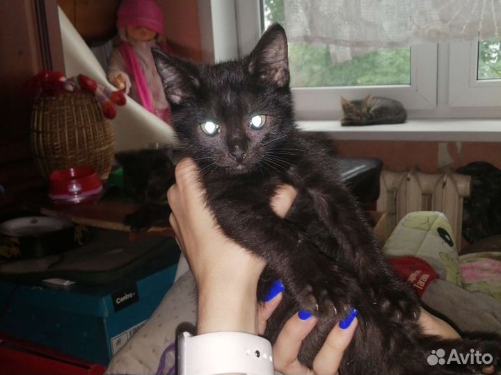 Коты В добрые руки