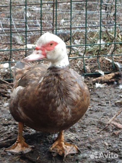 Индоутки на племя