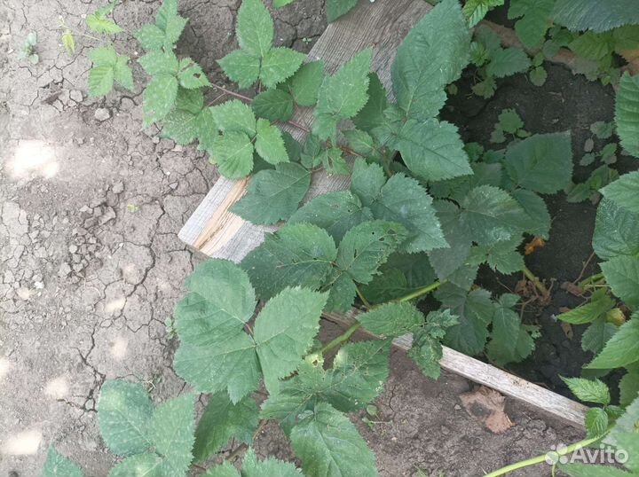 Саженцы ежевики