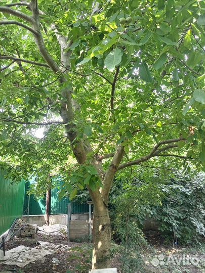 Стаол грецкого ореха