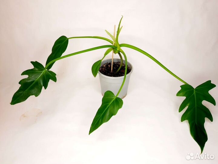 Филодендрон т31