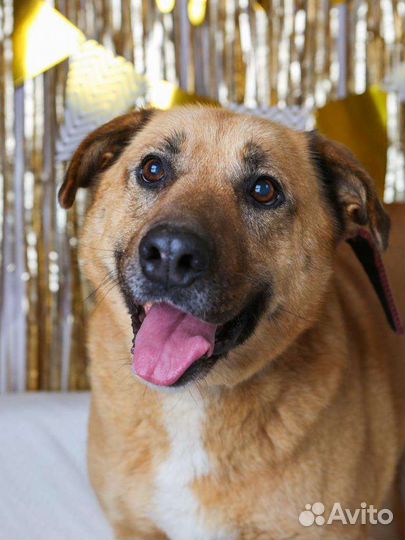 Собака в добрые руки