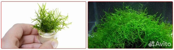 Мох, прополка: яванский, кристмас, плачущий