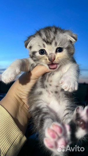 Шотландские вислоухие котята и прямоухие