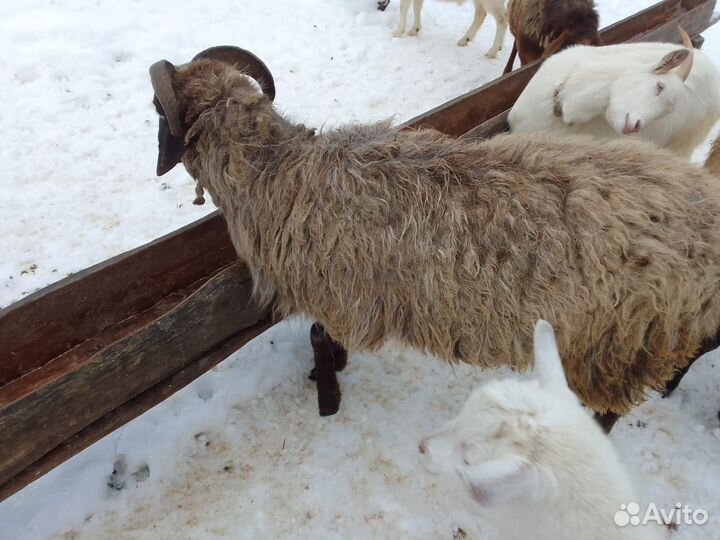 Баранчики,козлики