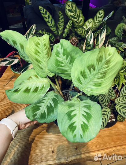 Маранта, ктенанта, строманта, калатея