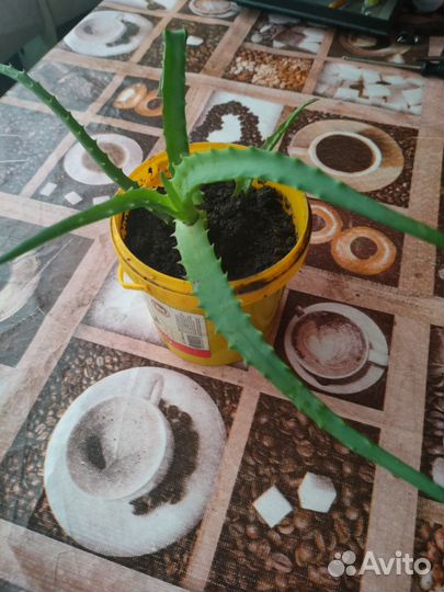 Алоэ столетник; живое дерево; золотой ус - отводки