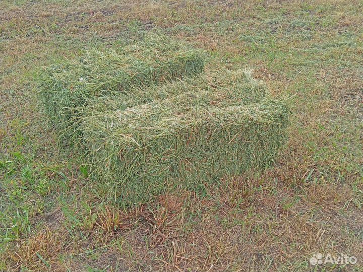 Сено люцерны в тюках