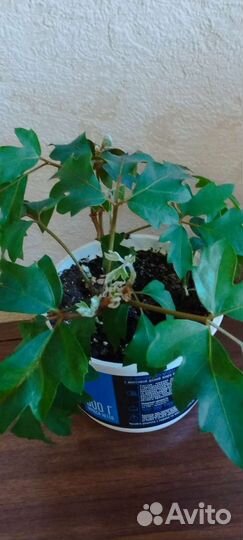 Березка - комнатная лиана