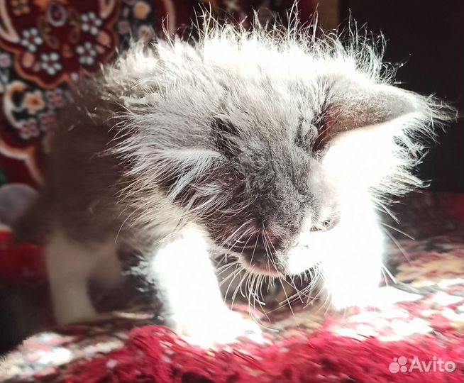 Пушистая малышка ищет добрых хозяев