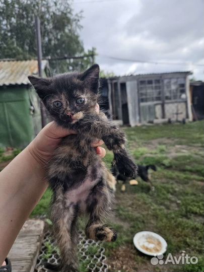 Кошка в дар бесплатно