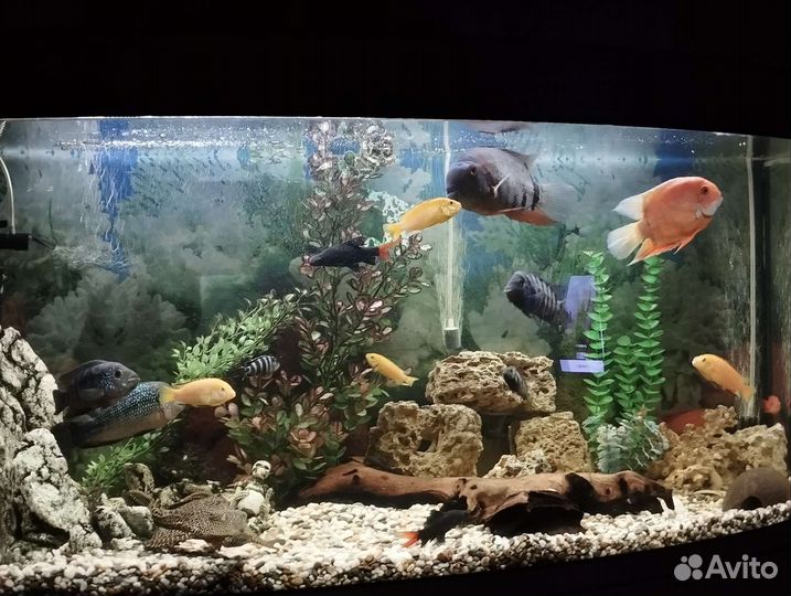 Цихлиды разные