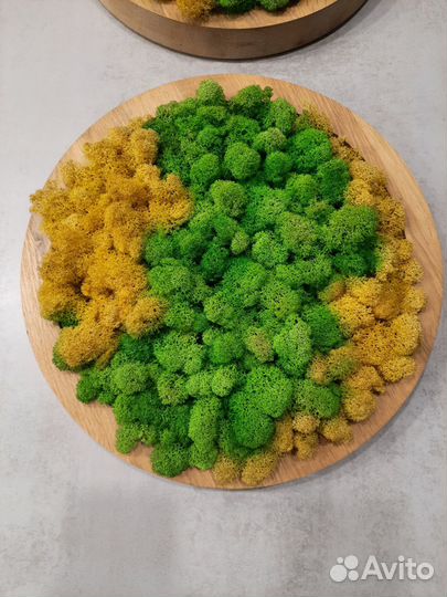 Комплект кругов из стабилизированного мха