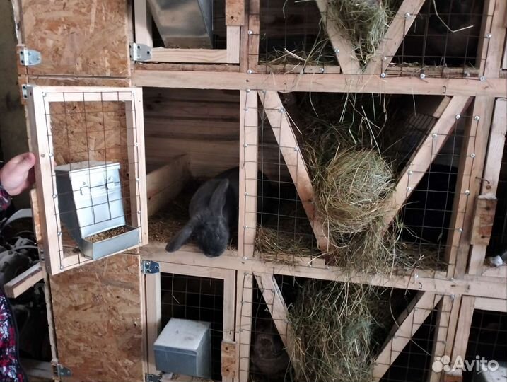 Клетки для кроликов