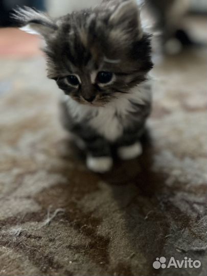 Сибирская кошка