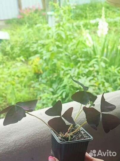 Оксалис (кислица)