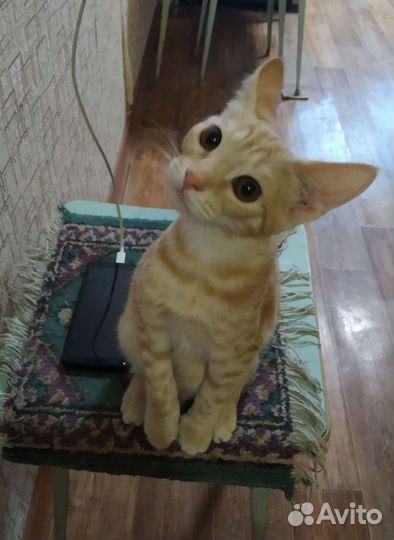 Забавные малыши