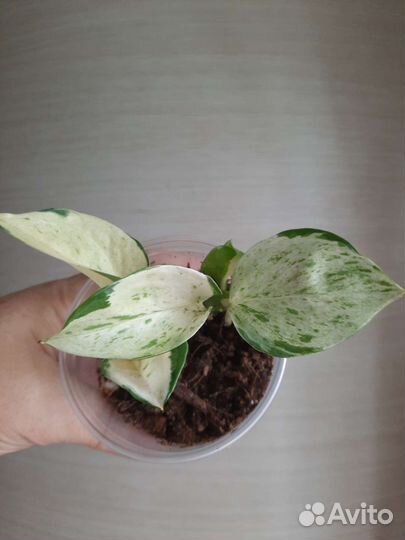 Филодендроны, эпипремнумы