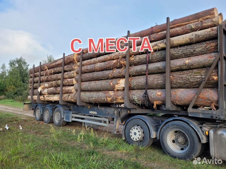 Лес кругляк