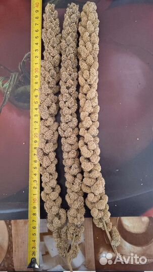 Чумиза лакомство для мелких птиц