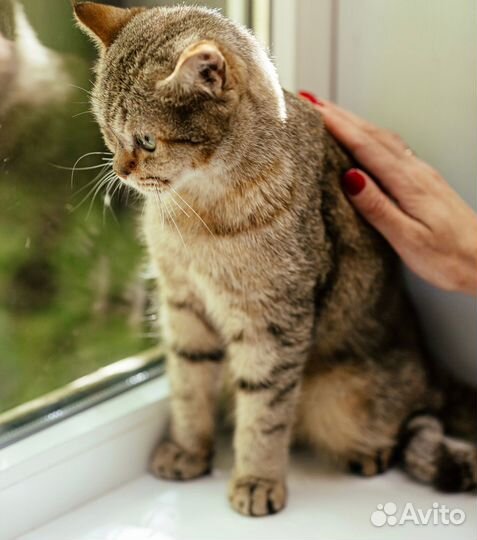 Котик Байрон ищет дом