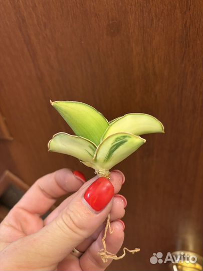 Сансевиерия Samurai var Тай