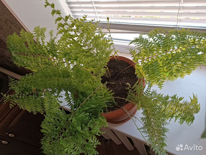 Папоротник комнатный