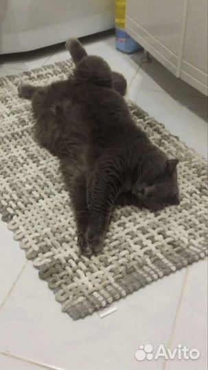 Кошечка