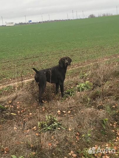 Курцхаар вязка