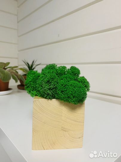 Мох в кубе из сосны (8х8х8)