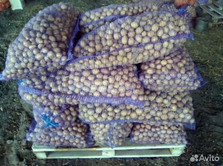 Картофель мелкий на корм