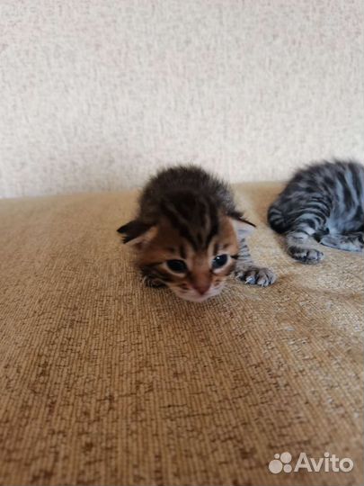 Бенгальские котята