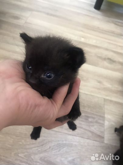 Бесплатно отдам котят в хорошие рук