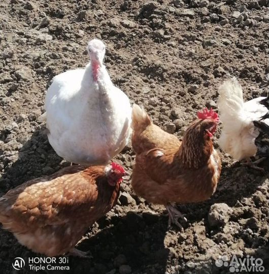 Куры молодки