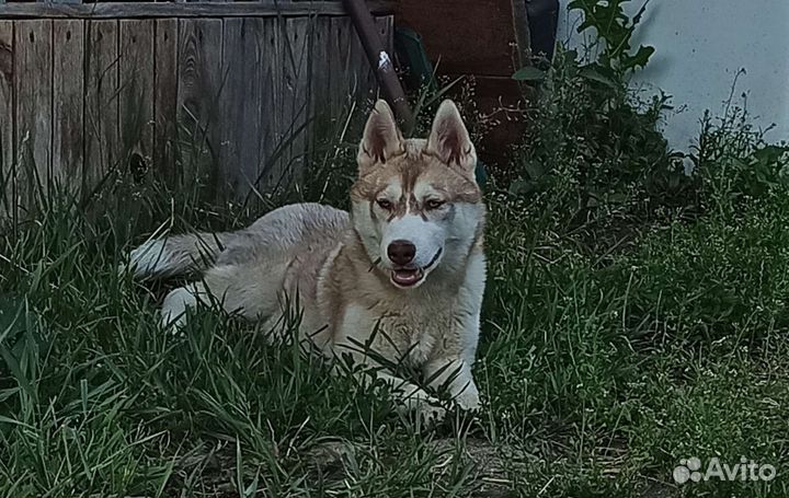 Сибирский хаски