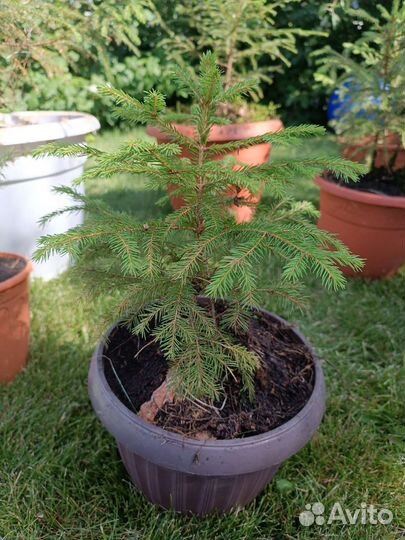 Ель саженцы