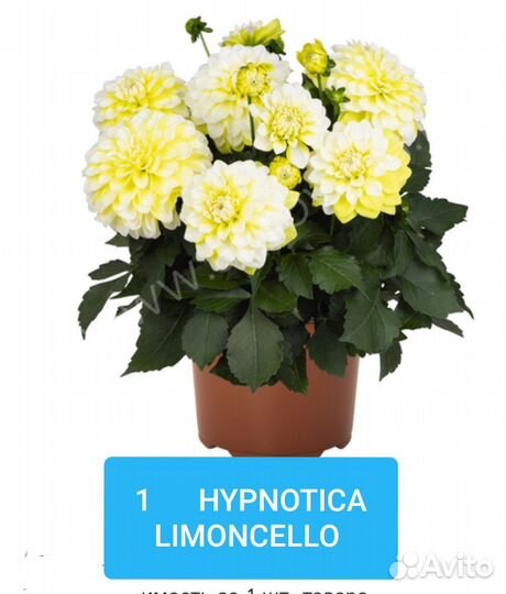 Георгин вегетативный