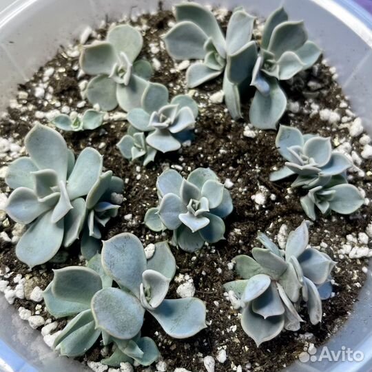Эхеверия лиловая / растение / суккулент