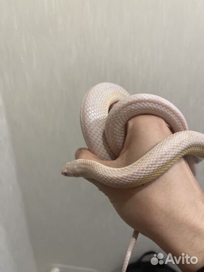 Белый полоз змея для новичка