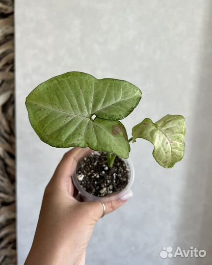 Сингониумы (часть 1)