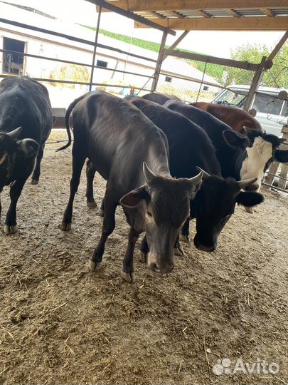 Режем телки на заказ