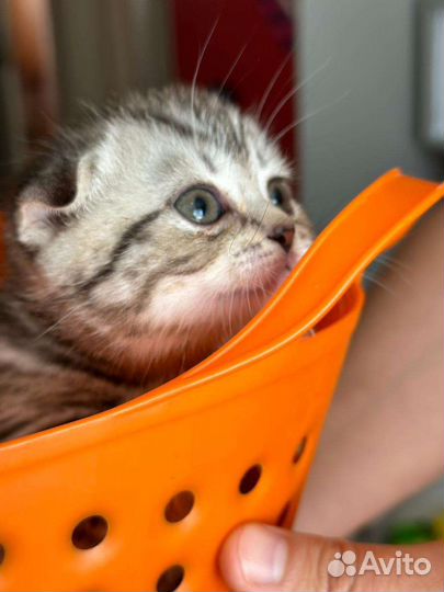 Котенок