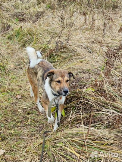 Умнейшая собака Пуня