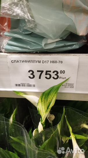 Спатифиллум (женское счастье)